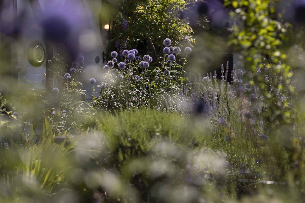 cardinal-clinic-flower-borders Beautiful flower borders at Cardinal Clinic for patients to enjoy